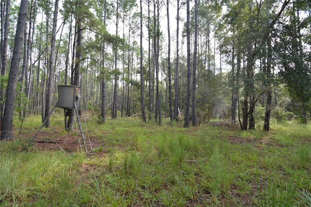 view of local wilderness