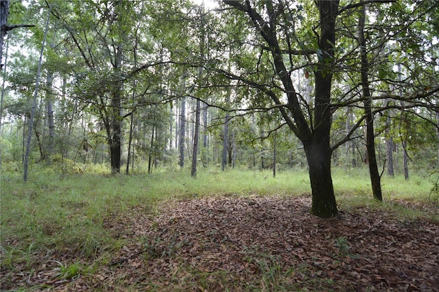 view of local wilderness