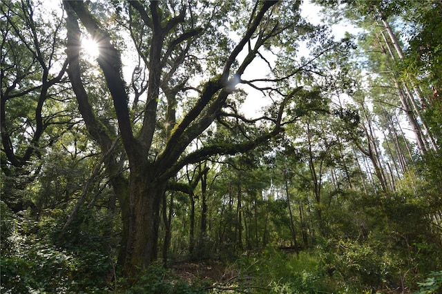 view of local wilderness