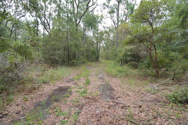 view of local wilderness