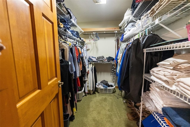 spacious closet featuring carpet