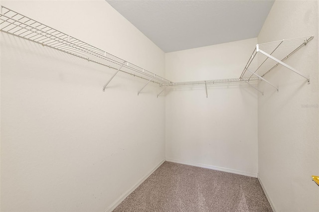 spacious closet featuring carpet floors