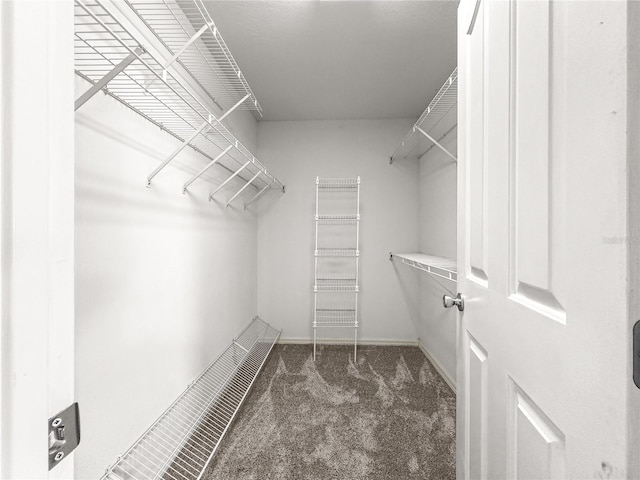 spacious closet featuring carpet