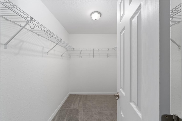 spacious closet featuring carpet floors