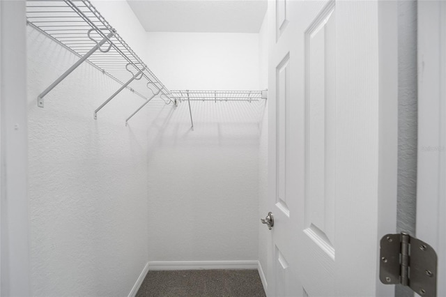 walk in closet with carpet floors