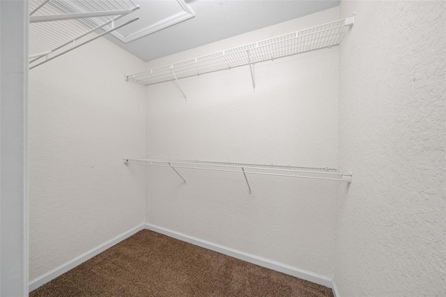 walk in closet with carpet flooring