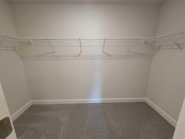 walk in closet with carpet floors