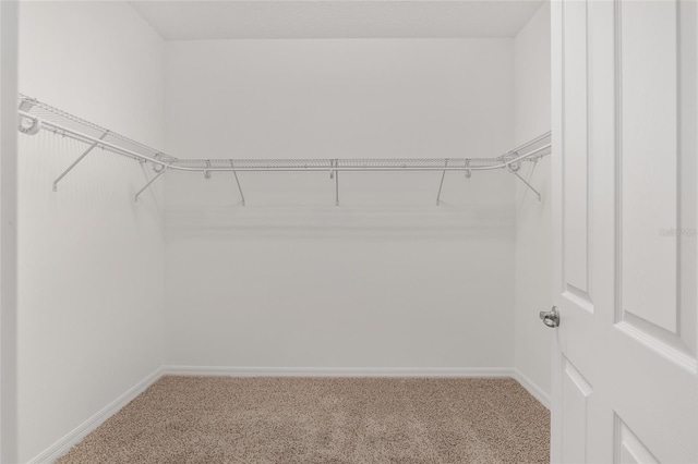 walk in closet with carpet flooring