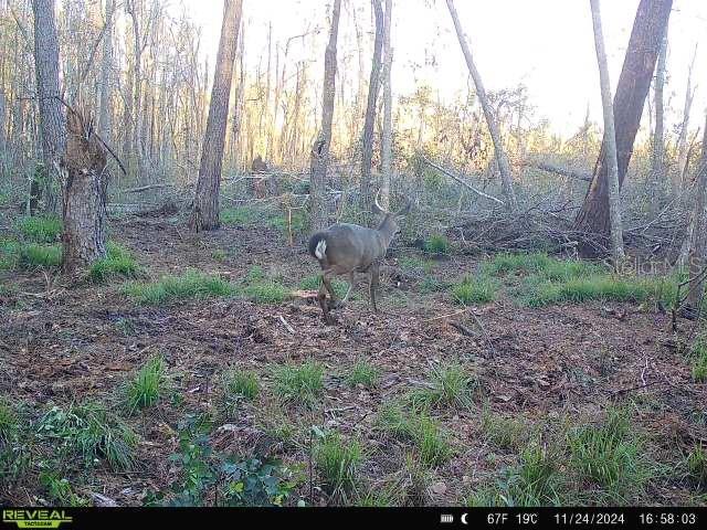 00 SW Sampala Lake Rd, Madison, FL 32340 - photo 23