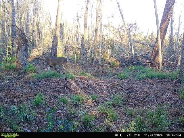 00 SW Sampala Lake Rd, Madison, FL 32340 - photo 24
