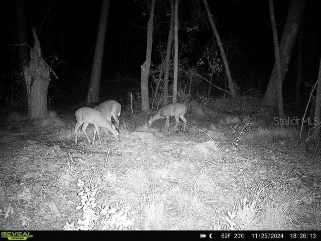 00 SW Sampala Lake Rd, Madison, FL 32340 - photo 26