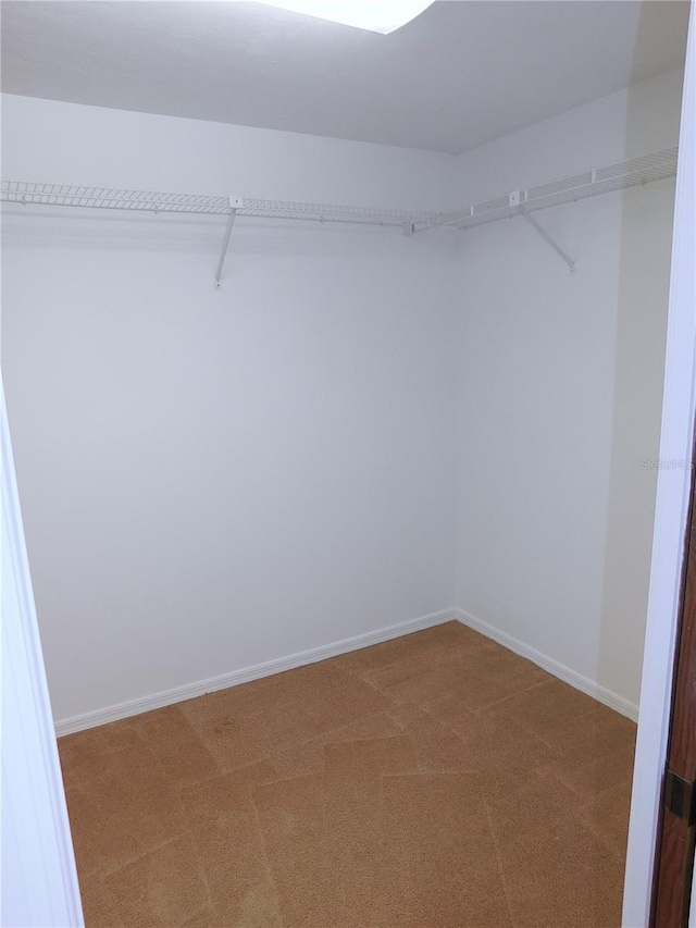 spacious closet with carpet flooring