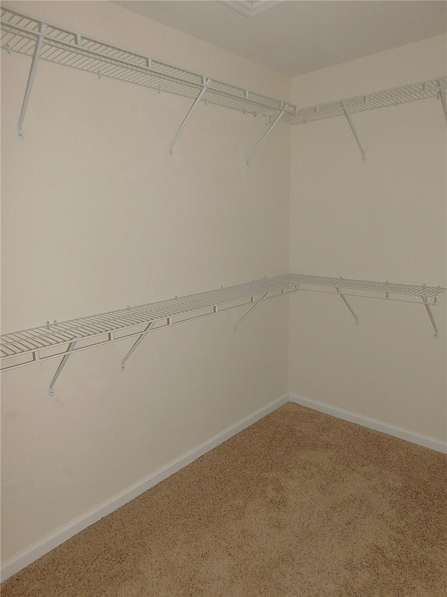 spacious closet featuring carpet