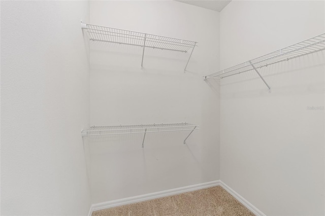 walk in closet with carpet floors