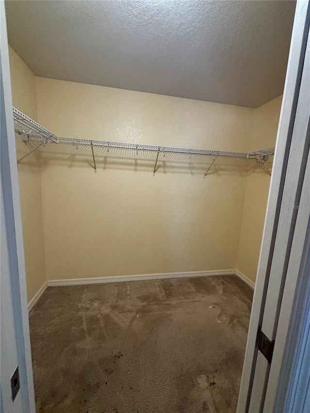 spacious closet featuring carpet flooring