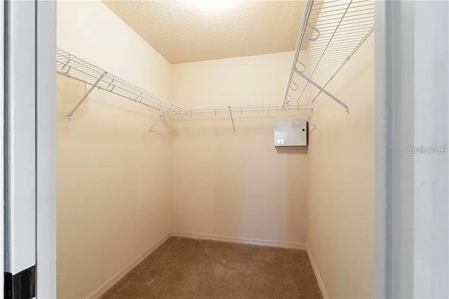 walk in closet featuring carpet floors