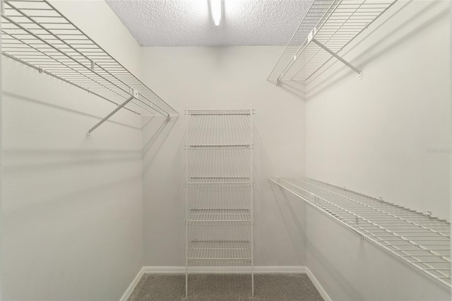 walk in closet with carpet flooring