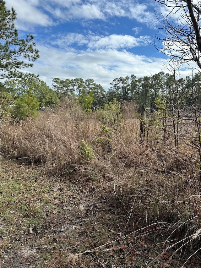 view of local wilderness