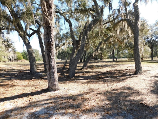 11064 NE 212th Ln, Fort Mc Coy, FL 32134 - view of nature