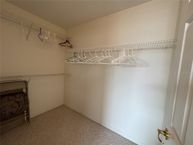 spacious closet featuring carpet