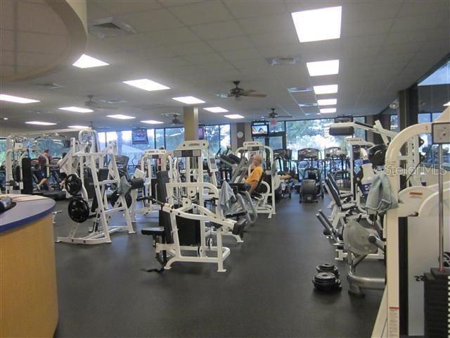 exercise room with a drop ceiling, expansive windows, and ceiling fan