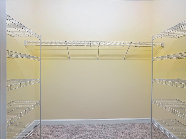 walk in closet featuring carpet flooring