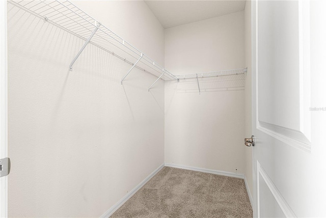 spacious closet with carpet