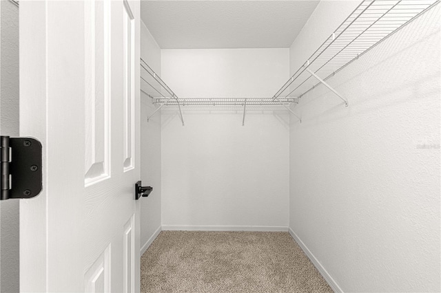 spacious closet featuring carpet floors