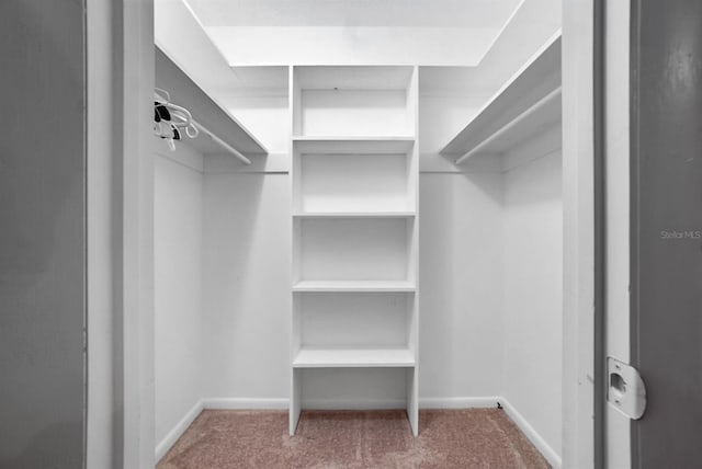 walk in closet with carpet floors