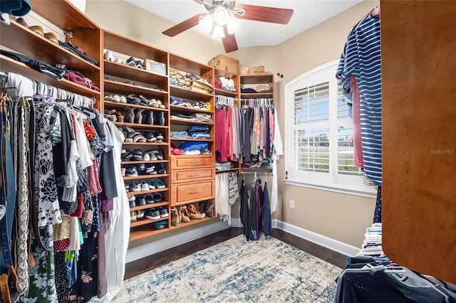 walk in closet featuring ceiling fan and dark wood-type flooring