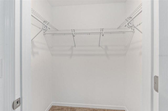 walk in closet with carpet flooring