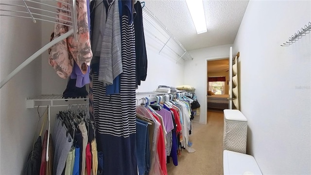 spacious closet featuring carpet flooring