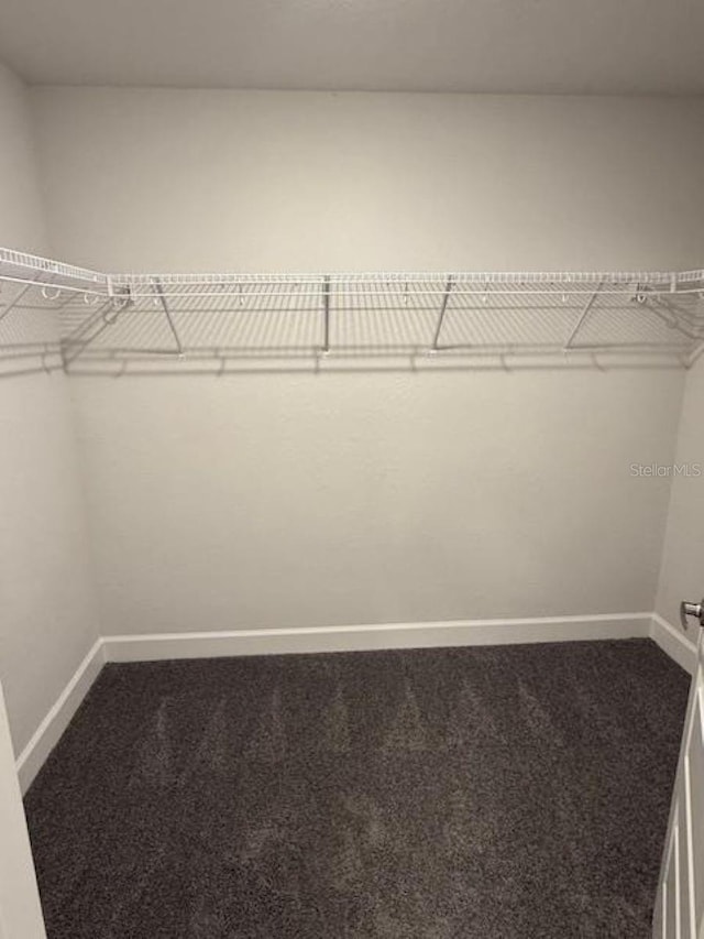 spacious closet featuring carpet flooring