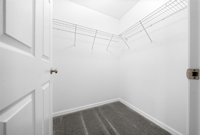 walk in closet with carpet floors