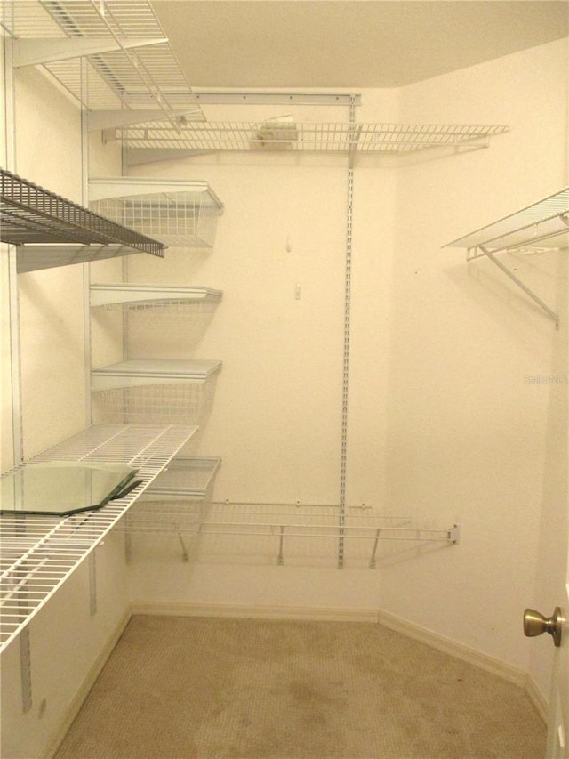 spacious closet featuring carpet floors