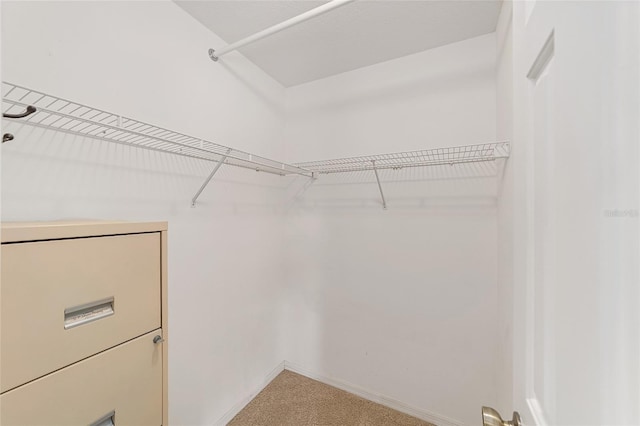 spacious closet featuring carpet floors