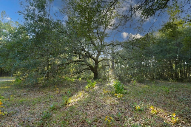 view of local wilderness