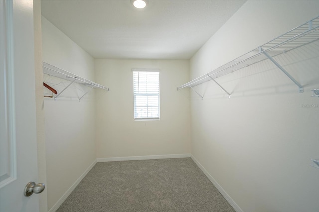 spacious closet featuring carpet floors