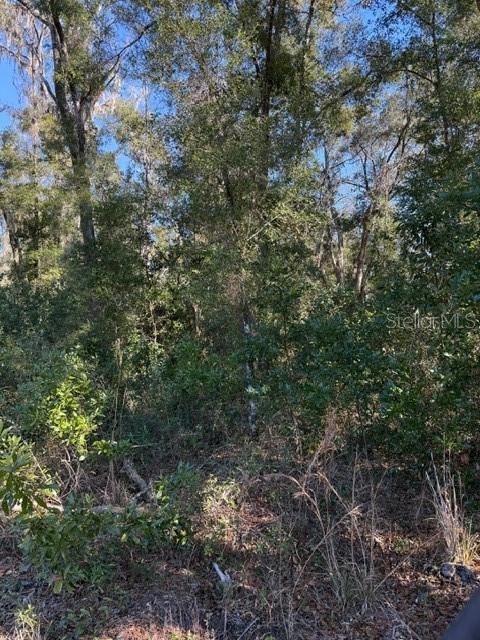 17391 NE 60th St, Williston, FL 32696 - photo 4