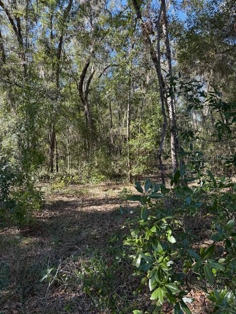 17391 NE 60th St, Williston, FL 32696 - photo 5