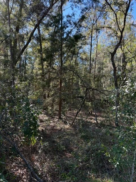 17391 NE 60th St, Williston, FL 32696 - photo 7