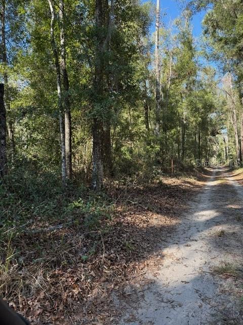 17391 NE 60th St, Williston, FL 32696 - photo 10