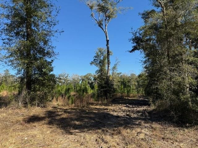 17391 NE 60th St, Williston, FL 32696 - photo 12