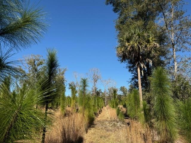 17391 NE 60th St, Williston, FL 32696 - photo 13