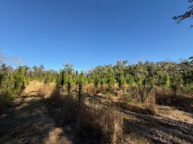 17391 NE 60th St, Williston, FL 32696 - photo 15