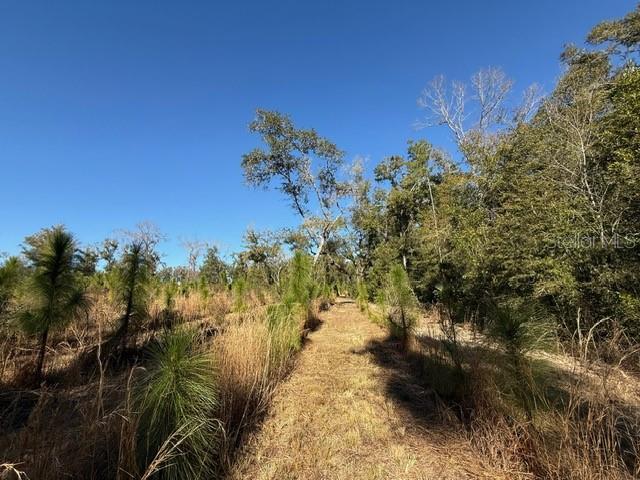 17391 NE 60th St, Williston, FL 32696 - photo 16