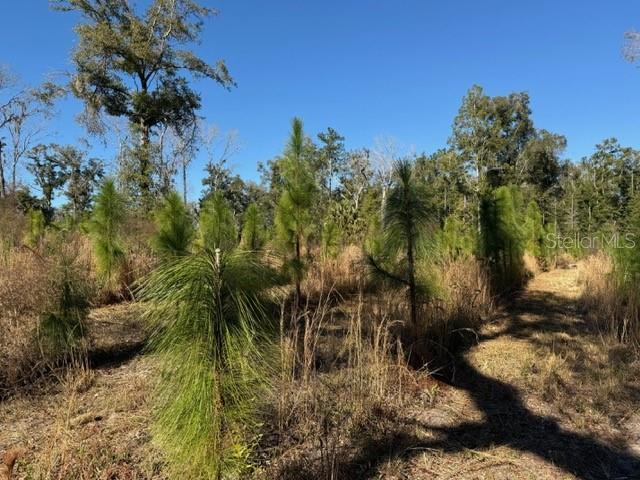 17391 NE 60th St, Williston, FL 32696 - photo 17