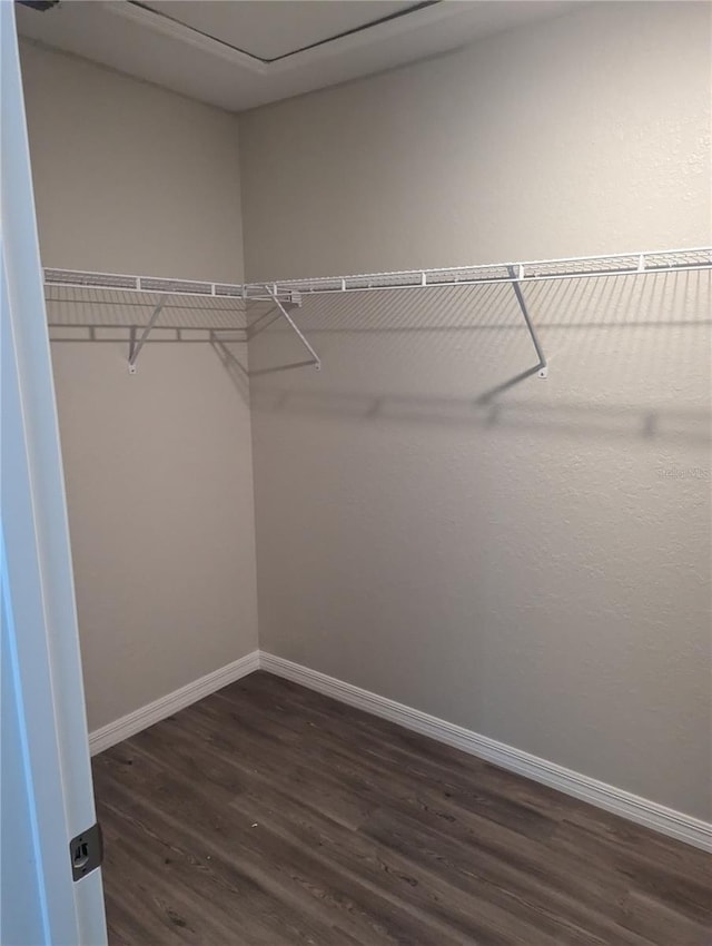 spacious closet featuring dark hardwood / wood-style flooring