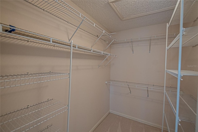 spacious closet featuring carpet floors