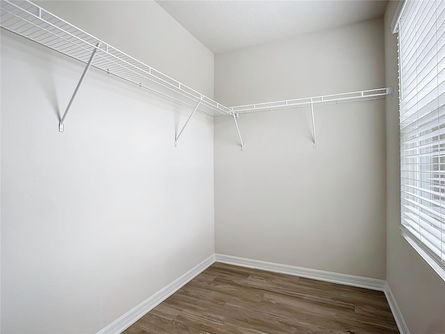 35 Wood Acre Ln, Palm Coast, FL 32164 - walk in closet with dark hardwood / wood-style floors